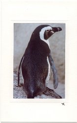 Pinguin von hinten