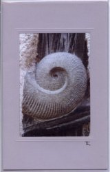 Versteinerte Schnecke