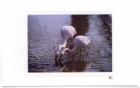 Flamingopaar