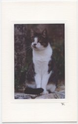 Provencialische Katze