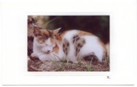 Schlafende gefleckte Katze