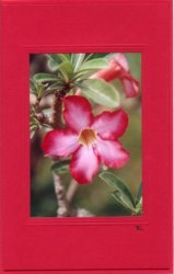 Oleanderblüte