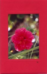 Gefüllter Hibiskus