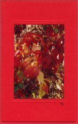 Herbstblätter