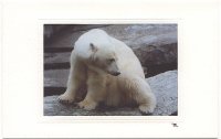 Trauriger Eisbär