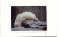 Schlafender Eisbär