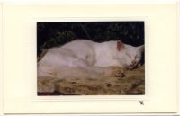 Schlafende Katze