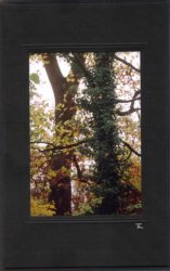 Herbstbäume