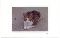 Getigerte Katze querformat