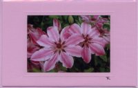 Clematis