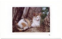 Gefleckte Katze