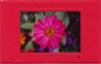 Pinke Sommerblume
