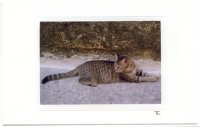 Liegende getigerte Katze