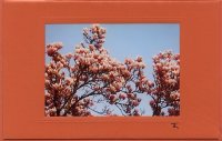 Magnolienbaum
