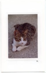 Getigerte Katze hochformat