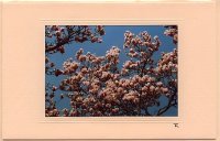 Magnolienbaumkrone