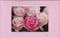 Rosa Rosen querformat
