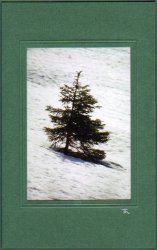 Tannenbaum