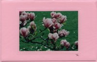 Magnolie