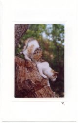 Kletternde Katze
