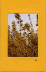 Forsythienbusch