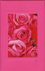 Pinke Rosen