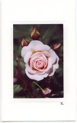 Rose in Lachs