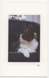 Katzenpfote