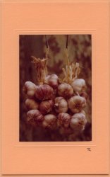 Hängender Knoblauch