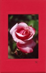 Rotweisse Rose