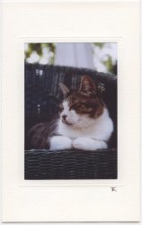 Ruhende Katze