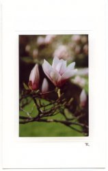 Magnolienzweig