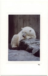 Nachdenklicher Eisbär