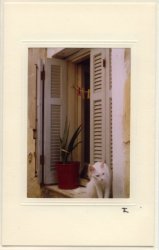 Fenster mit Katze