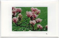 Magnolie
