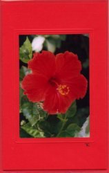 Roter Hibiscus