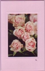 Rosa Rosen hochformat