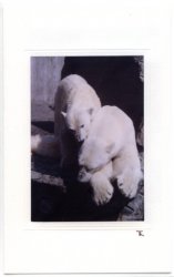 Verschmuste Eisbären