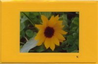 Kleine Sonnenblume
