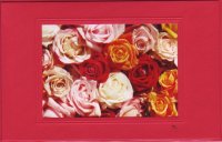 Bunte Rosen